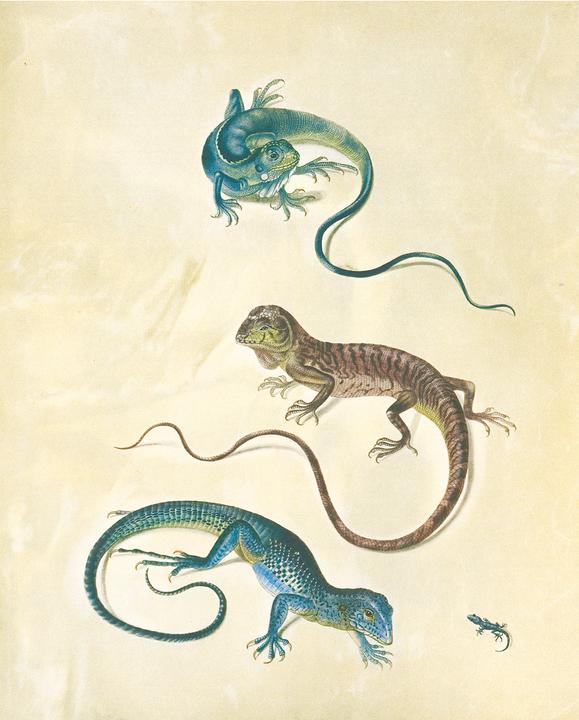 Immagine prodotto Maria Sibylla Merian - St. Petersburger Aquarelle (Jubilumsausgabe) (Tedesco, Merian, MariaSibilla, 2025)