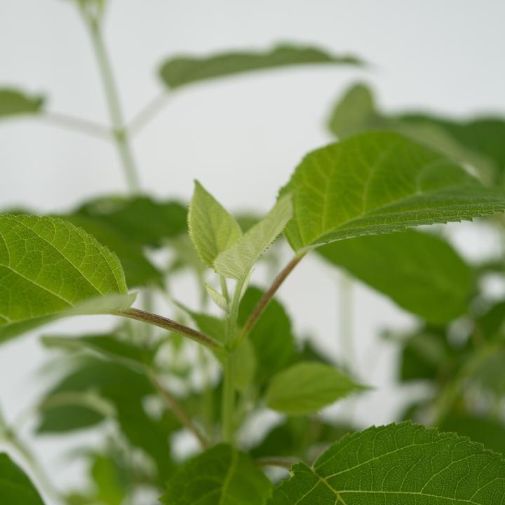 Produktbild Plant in a Box Hydrangea Strong Annabelle - Hortensie (30 cm)