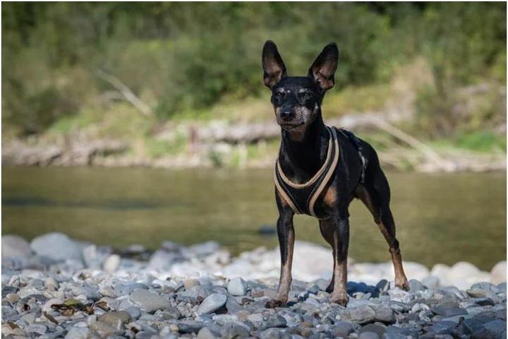Image du produit Grossenbacher Harnais thoracique Chiens Fun Run (XL, Chien, Travail, Sport canin, Jogging)