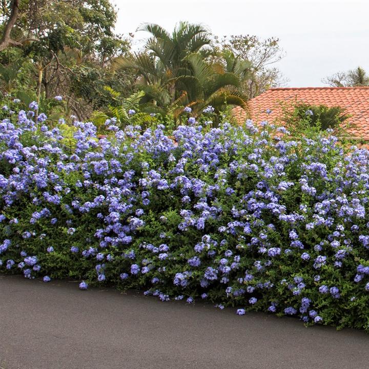 Actual product image Plant in a Box Plumbago auriculata - Set of 6 Male Loyalty (25 cm)