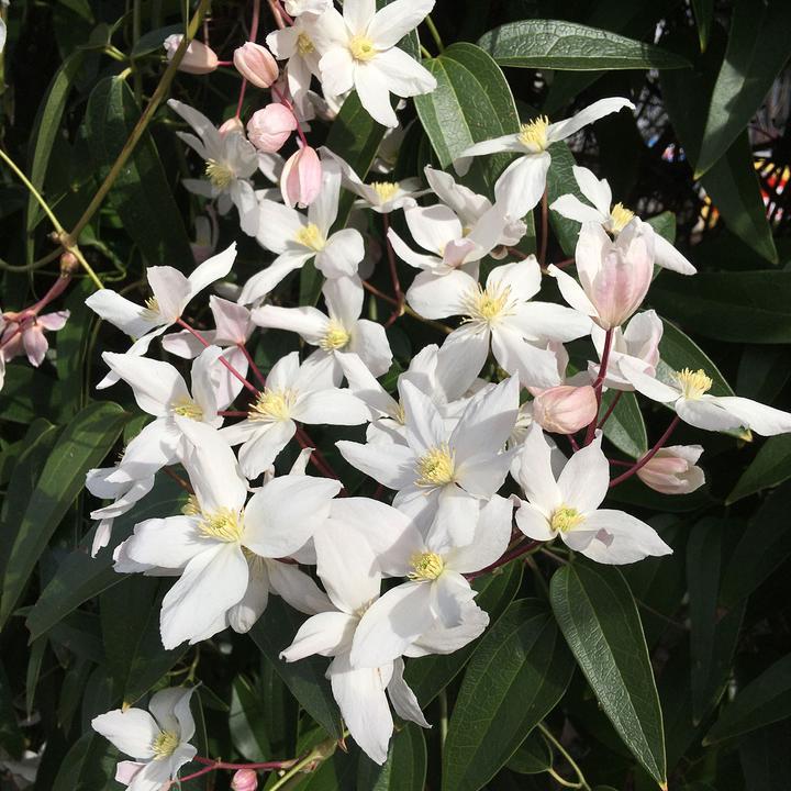 Actual product image Zulauf Evergreen Clematis (80 cm)