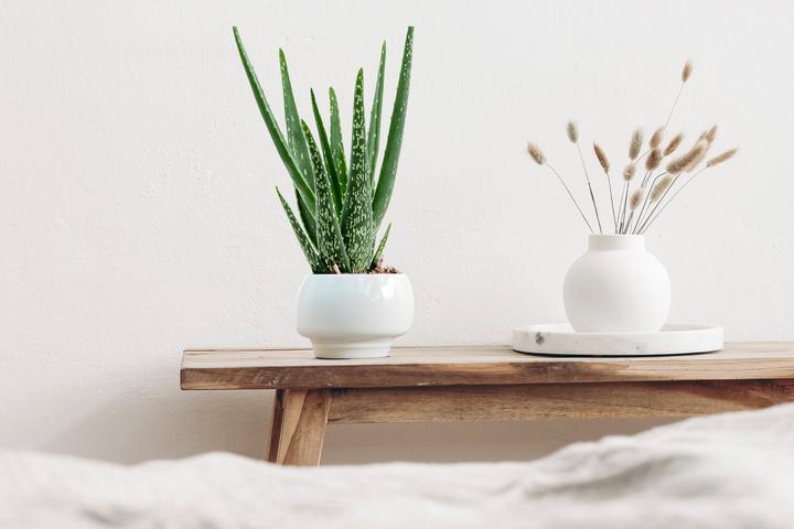 Immagine prodotto Mahaloplants Aloe vera (35 cm, Amichevole per gli animali)