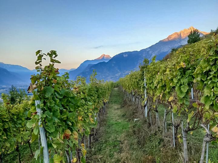 Immagine prodotto Smartbox Degustazione di vini in duo con una tavola da condividere e una passeggiata tra i vigneti vicino a (2 pers.)