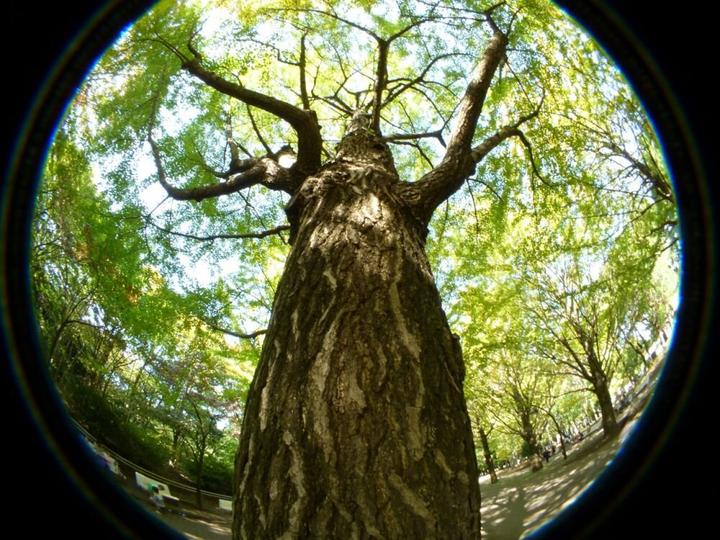 Image du produit Raynox HDP 2800 ES 52 (Fisheye, Universel)