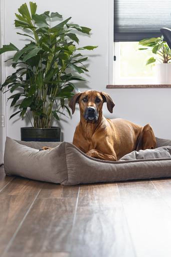 Image du produit Beeztees Veo (Chien)