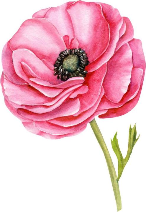 Produktbild Trenddeko XXL roter Mohn (97 x 140 cm)
