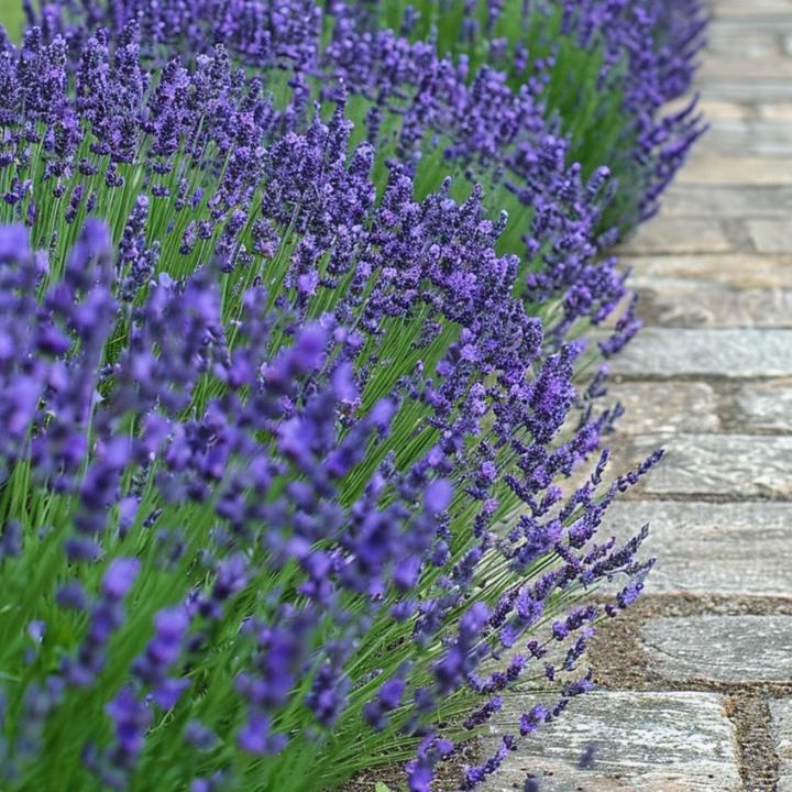 Produktbild Plant in a Box Lavandula angustifolia - 12er Set (15 cm)