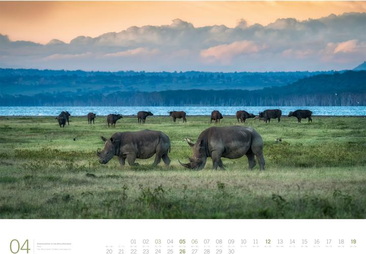 Actual product image Afrika - Gallery Kalender 2026 (66 x 50 cm, Hardcover, German, English)