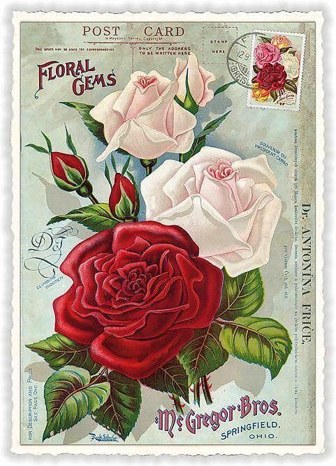 Actual product image Edition Tausendschön Postkarte / Nostalgische Rosen / blanko