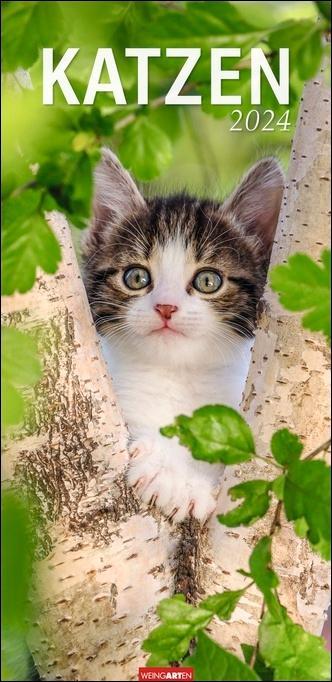 Produktbild Katzen Kalender 2024 (Deutsch)