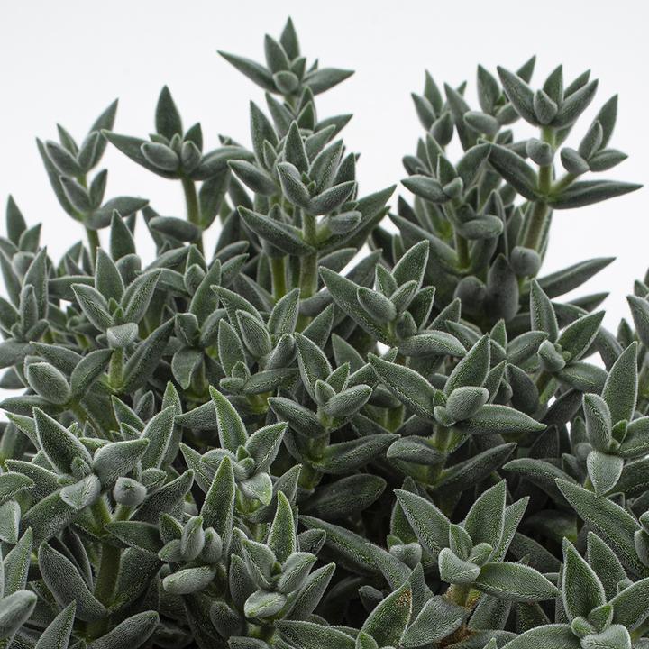 Immagine prodotto Kakteen Gautschi Crassula tarantola (25 cm)