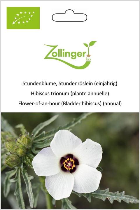 Immagine prodotto Zollinger Bio Fiore d'ora, rosetta d'ora (annuale) (Pianta bulbosa)