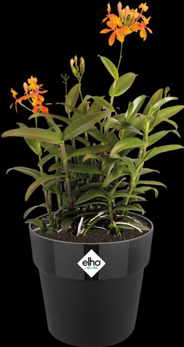 Produktbild Elho B.for Original (15.90 cm)