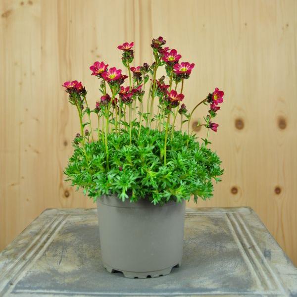 Produktbild Säntispracht 6 er Set, Der rotblühender Moos-Steinbrech - Saxifraga x arendsii Peter Pan Rot