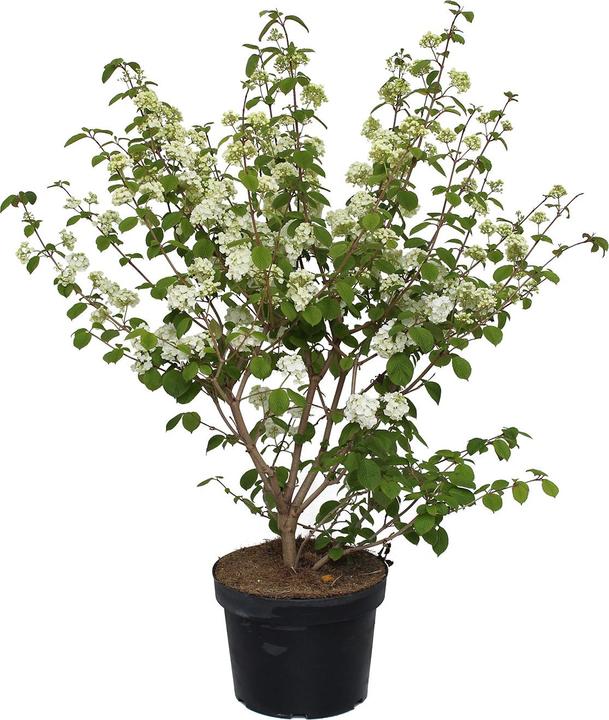 Produktbild Zulauf Japanischer Schneeball / Viburnum plic. 'Popcorn' (100 cm)