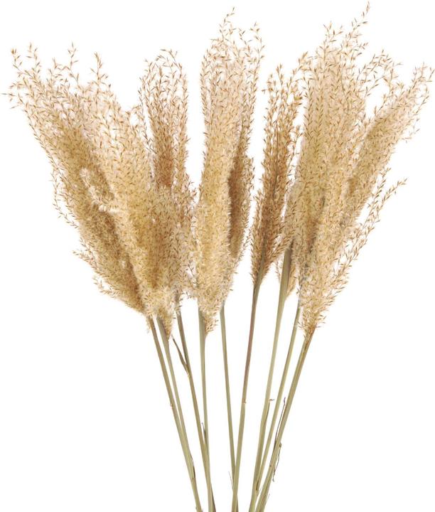 Actual product image Geschenkkörbe CH Fluffy reed grass dried flowers, natural (Dried flowers)