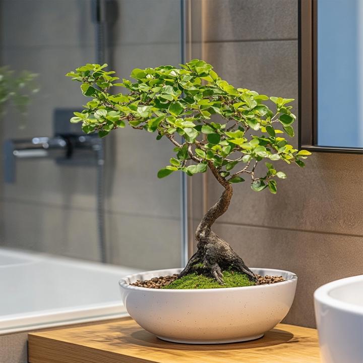 Immagine prodotto Plant in a Box Zelkova serrata - Bonsaibaume (25 cm)