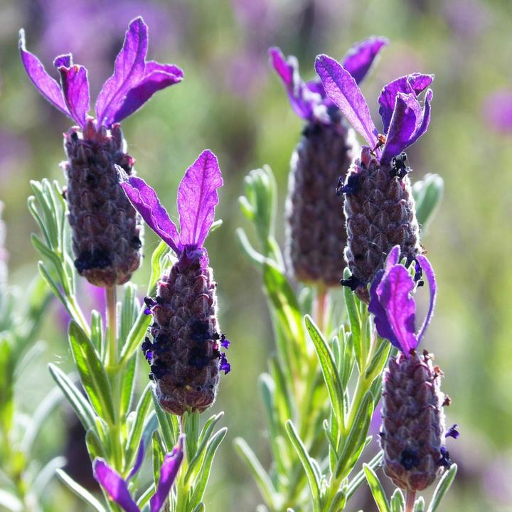Produktbild Plant in a Box Lavandula stoechas 'Anouk' - 2er-Set Lavendelbaum (45 cm)