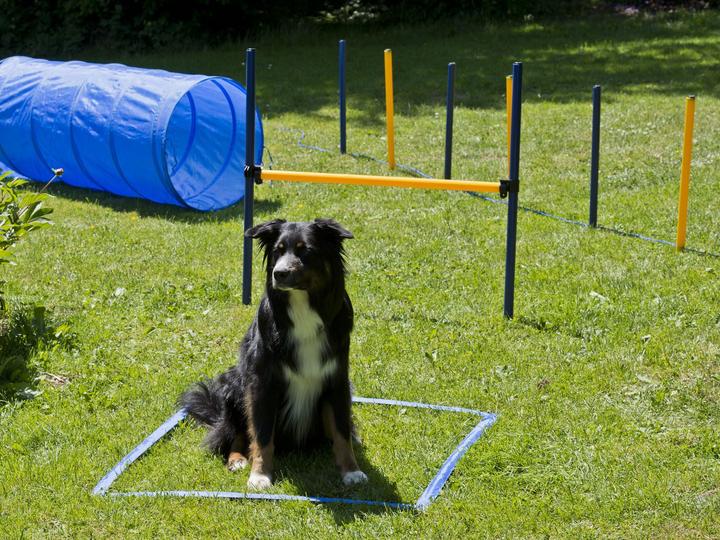 Actual product image Petcenter Agility starter set 1 tunnel 60x152 cm, 4 slalom poles, 1 jump, 1 boxing band (One size, Agility)