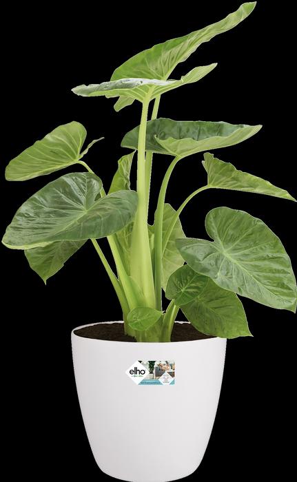 Actual product image Elho Brussels (40 cm)
