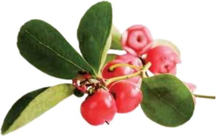 Produktbild Officinalis Dalla Grana Officinalis Artiglio Rosso 90% Bustina (1 x, 10 ml, 10 g)