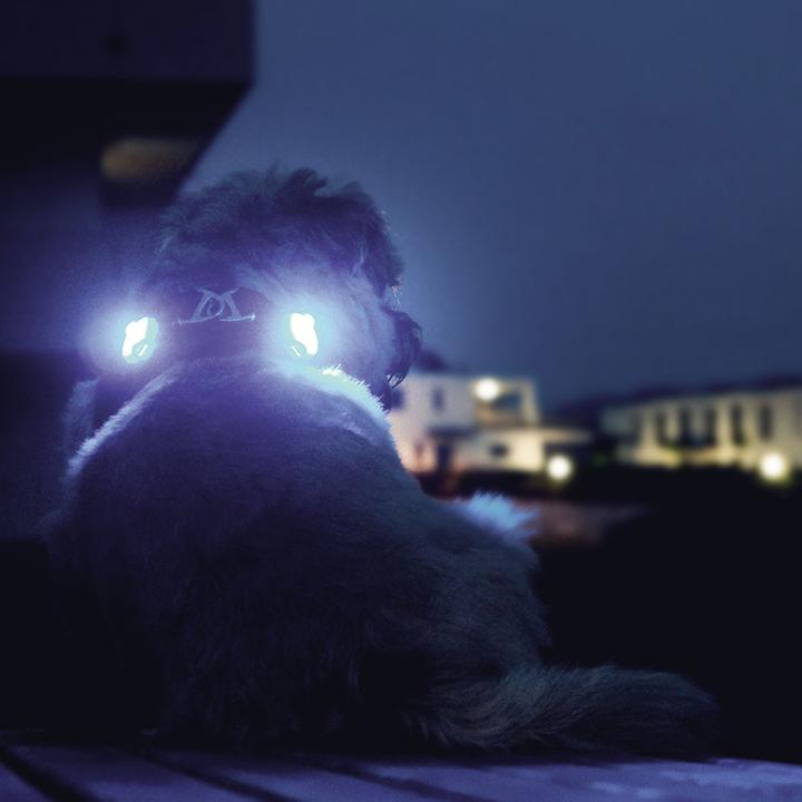 Produktbild Curli Luumi LED (Hund, Allgemein)