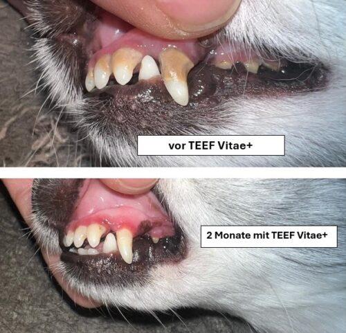 Immagine prodotto Teef Vitae+ Cura dei denti (Cane, Gatto)