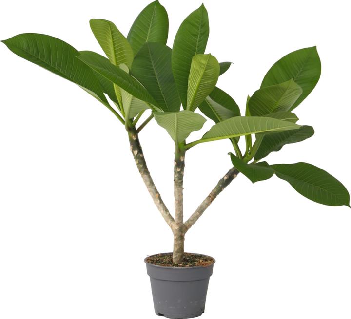 Plant in a Box Plumeria Frangipani - Hawaii pflanze (70 cm)