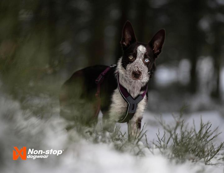 Produktbild Non-Stop Dogwear Line Harness 5.0 Orange 5 (5, Hund, Allgemein)