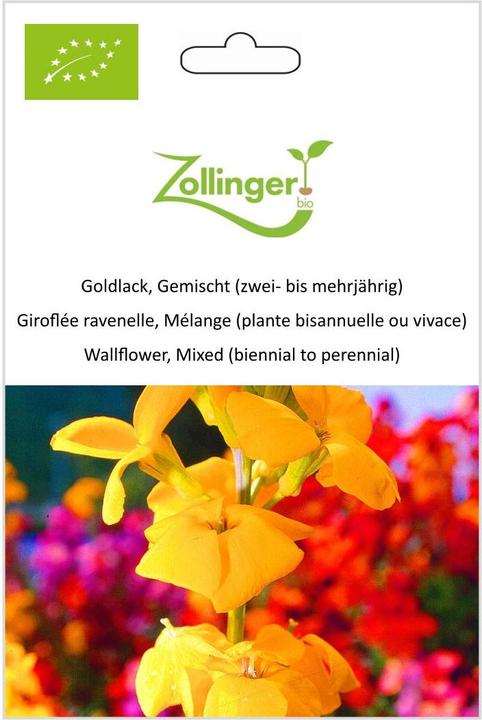 Immagine prodotto Zollinger Bio Vernice dorata, Misto (da biennale a perenne) (Pianta bulbosa)