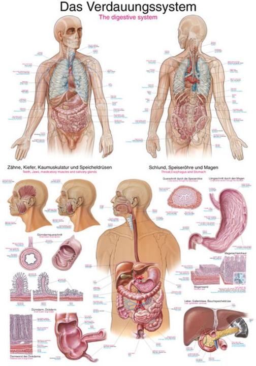 Immagine prodotto Erler Zimmer Lavagna didattica L'apparato digerente, 50x70 cm