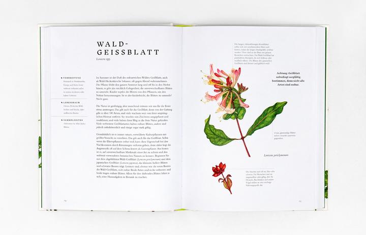 Actual product image Essbare Wildpflanzen (German, Liz Knight, Wiebke crab, Rachel Pedder-Smith, 2021)