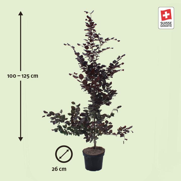 Immagine prodotto Zulauf Blut-Buche / Fagus syl. 'Purpurea' (125 cm)