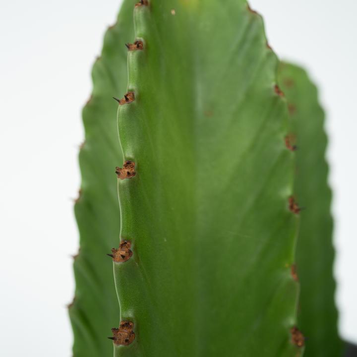 Produktbild Plant in a Box Euphorbia Ingens - Cowboy-Kaktus (85 cm)