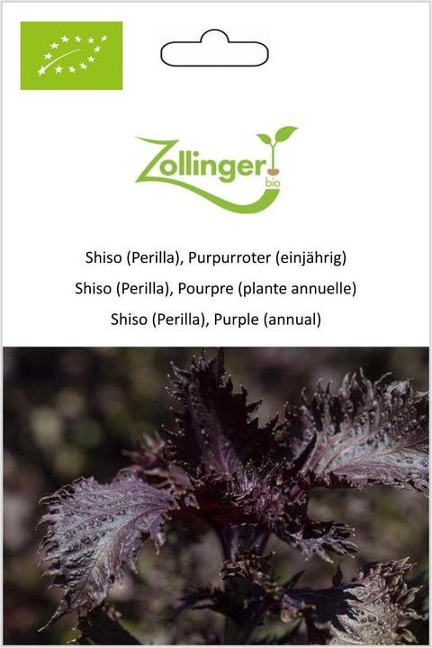 Actual product image Zollinger Bio Shiso (Perilla), Purpurroter (einjährig) (Seedlings)