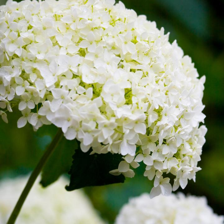 Produktbild Plant in a Box Hydrangea Strong Annabelle - Hortensie (30 cm)