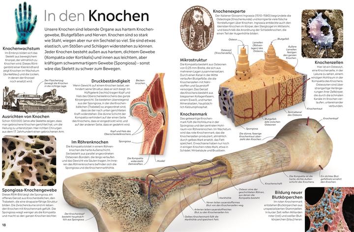 Image du produit memo Wissen. Körper (Allemand, Richard Walker, 2024)