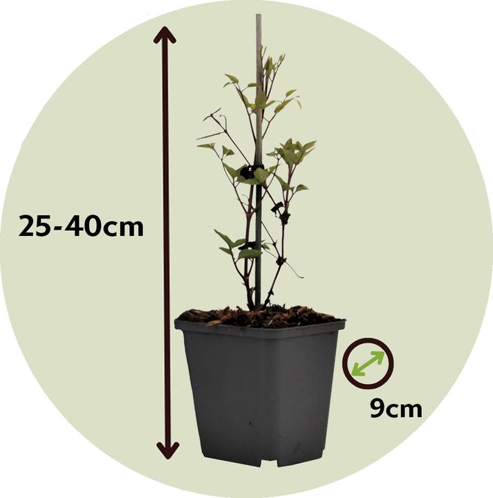 Immagine prodotto Plant in a Box Clematide ibrida taiga - Set di 4 clematidi (25 cm)