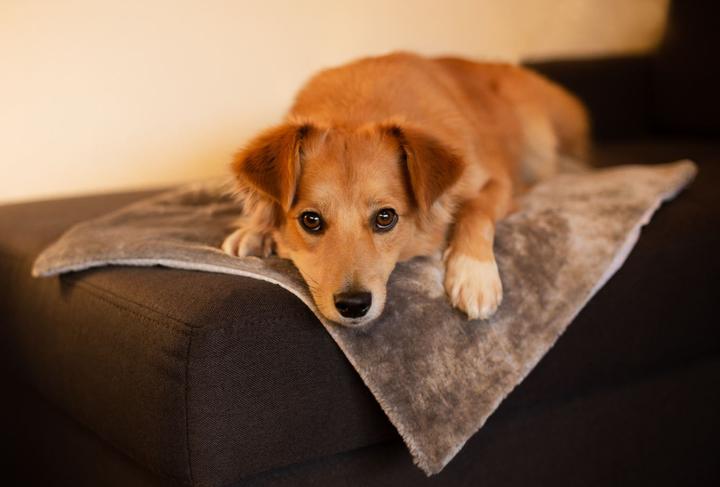 Immagine prodotto Deek Pets Thermo Mat (Cane)