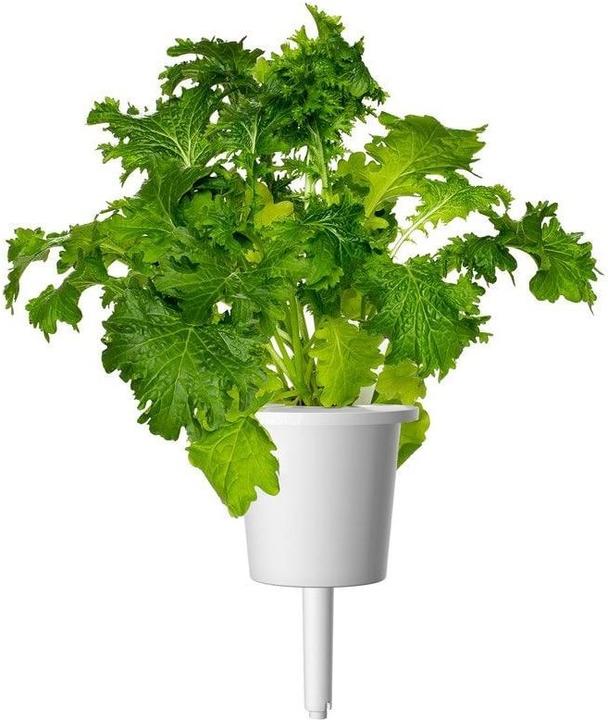 Produktbild Click and Grow Saatgut Wasabi-Senf 3er-Pack (Kräutersamen)