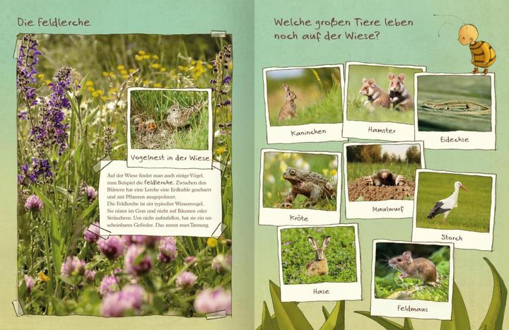 Produktbild Die kleine Hummel Bommel entdeckt die Wiese (Deutsch, Britta Sabbag, Maite Kelly, 2019)