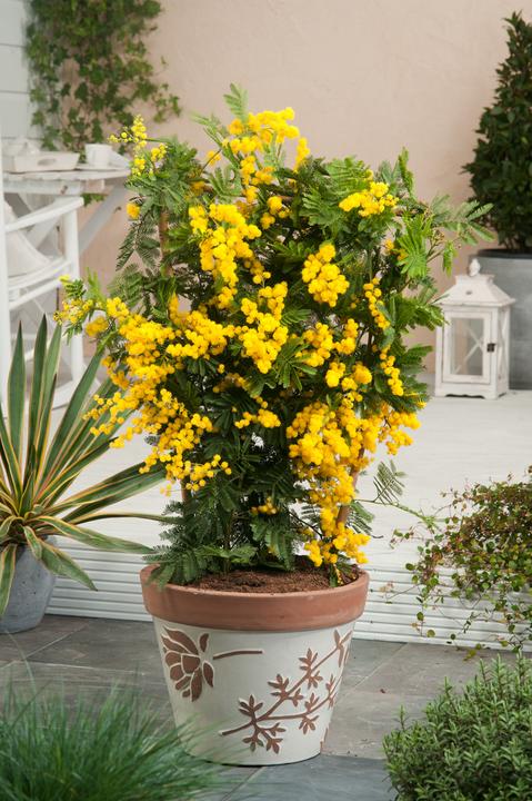 Produktbild Plant in a Box Acacia dealbata Mimosa - Mimosen 3er Set (40 cm)