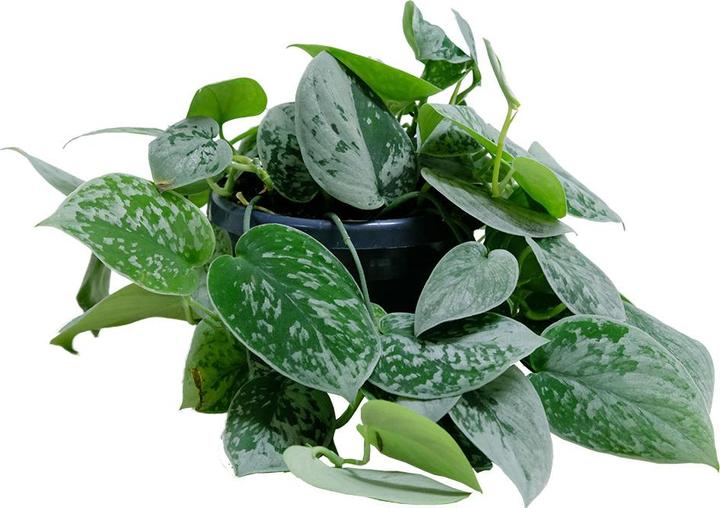 Produktbild VEG and the City Lova (Silberne Efeutute - Scindapsus pictus silver ann)