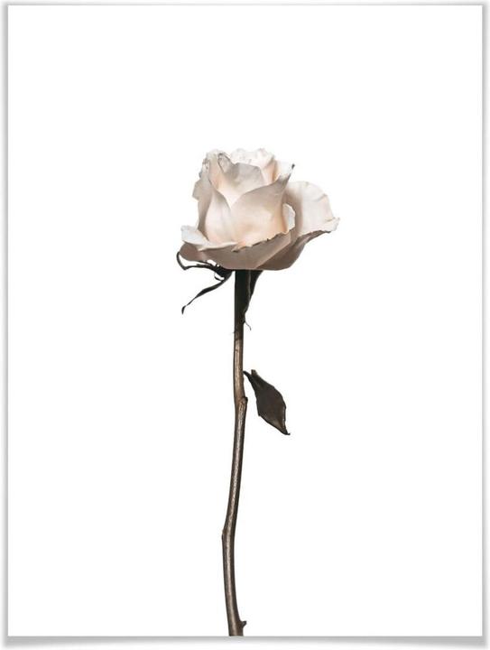 Actual product image Trenddeko The white rose (30 x 40 cm)