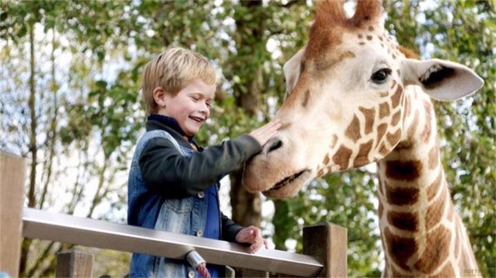 Immagine prodotto Plaion Il mio amico giraffa (DVD, 2017, Tedesco)