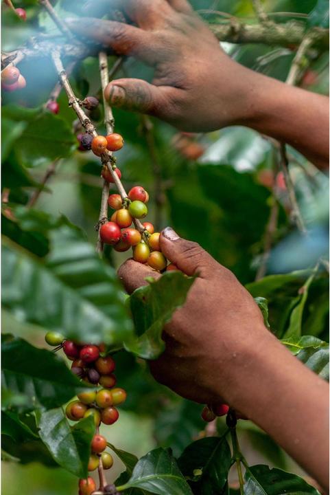 Produktbild Onesto Kaffeebohnen Bio Anker Mischung 1 kg (1000 g, Mittlere Röstung)