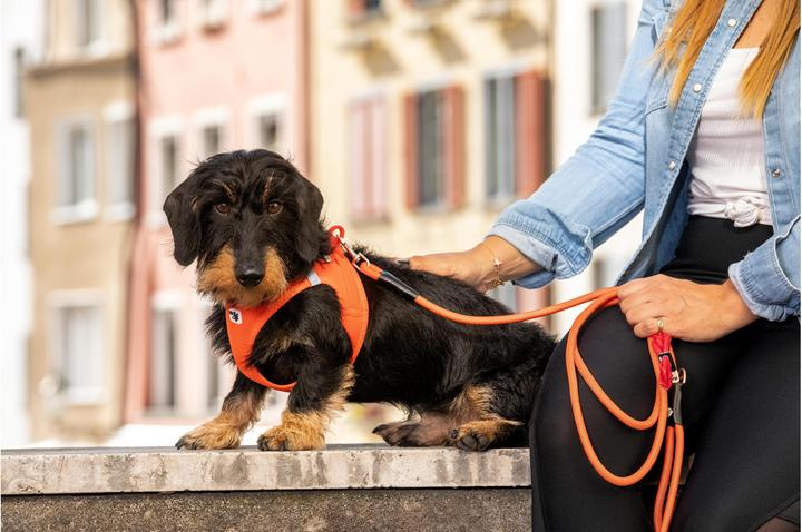 Produktbild Curli Geschirr Vest Air-Mesh (S, Hund, Allgemein)