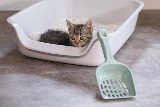 Actual product image Beeztees Kitten Shaker Lifty