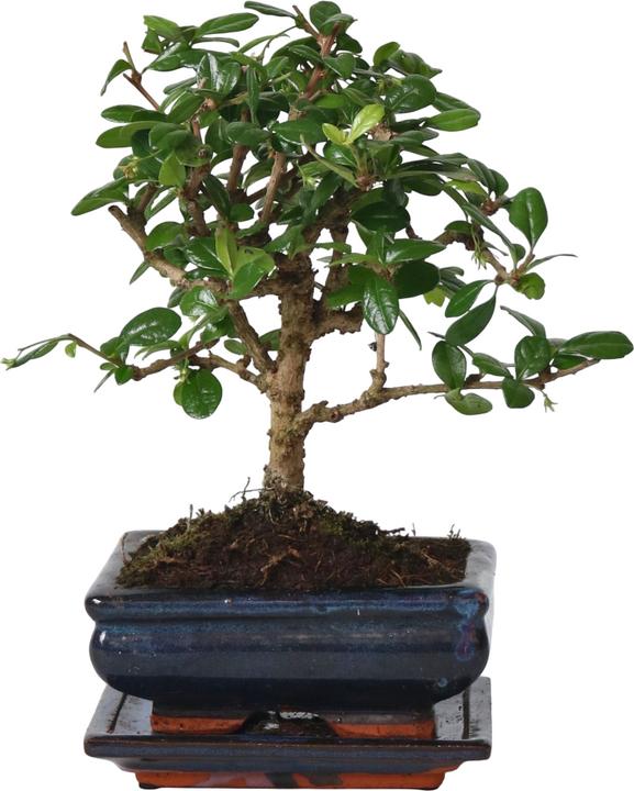 Actual product image Plant in a Box Carmona microphylla - Bonsaibaume (25 cm)