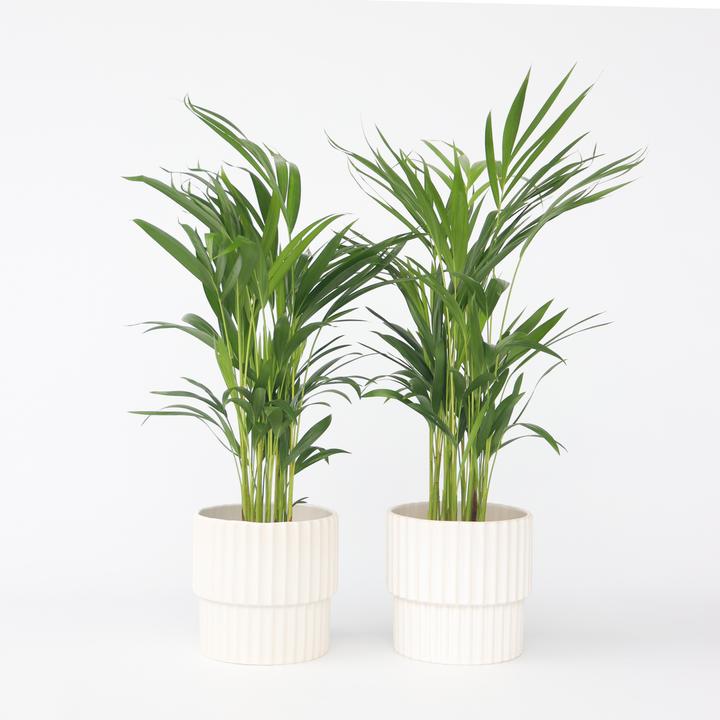 Image du produit Plant in a Box Dypsis Lutescens - Set de 4 palmiers à fruits d'or Areca (60 cm)